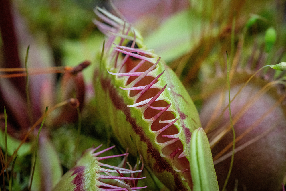 sphagnum-moss-for-venus-flytraps.png sphagnum-moss-for-venus-flytraps.png