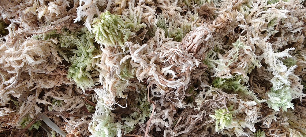 the-unparalleled-quality-of-jerwtlu-new-zealand-sphagnum-moss.png the-unparalleled-quality-of-jerwtlu-new-zealand-sphagnum-moss.png