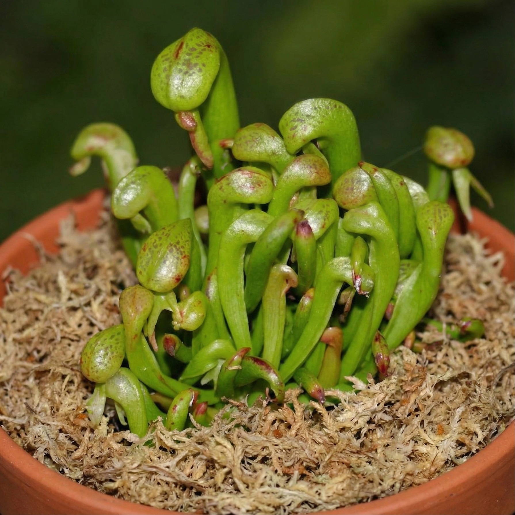 sphagnum moss rooting sphagnum moss rooting