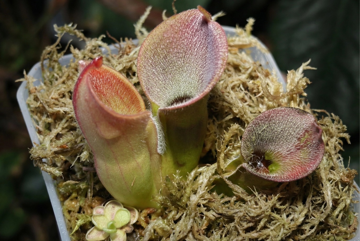 sarracenia sphagnum moss sarracenia sphagnum moss