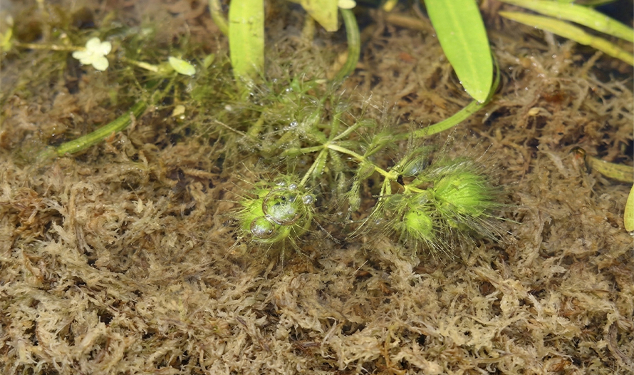 sphagnum moss long fiber sphagnum moss long fiber
