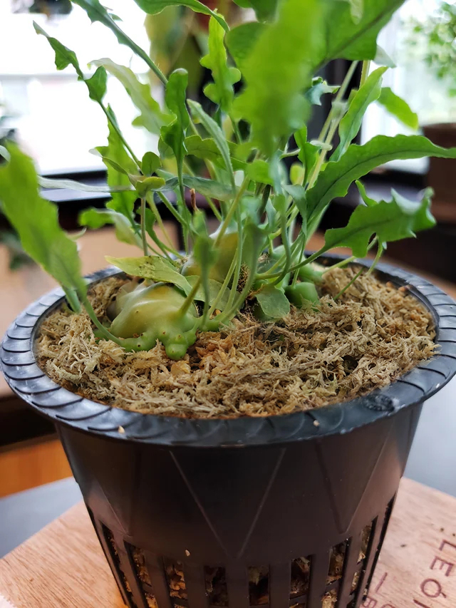 sphagnum moss for indoor plants sphagnum moss for indoor plants