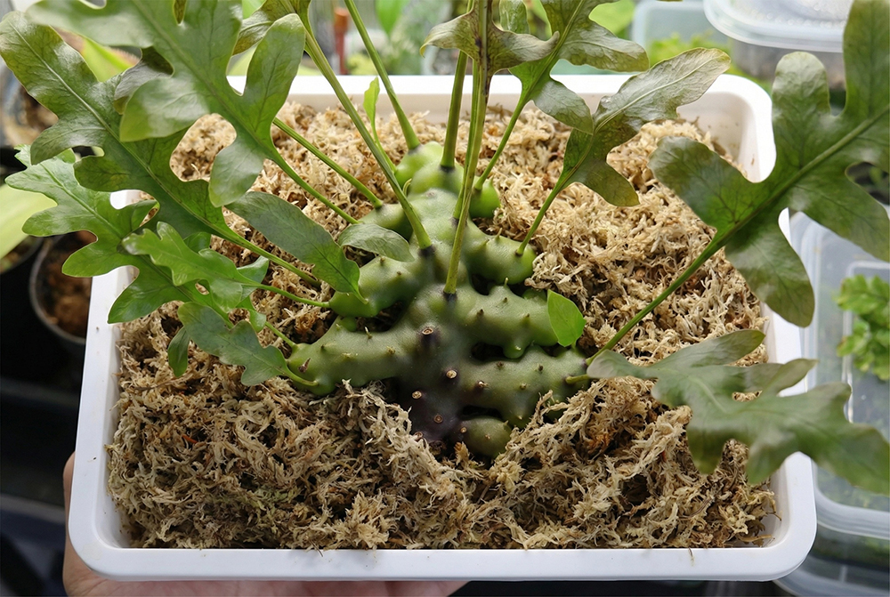 sphagnum moss for indoor plants sphagnum moss for indoor plants