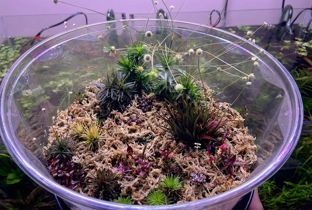 sphagnum moss in water sphagnum moss in water