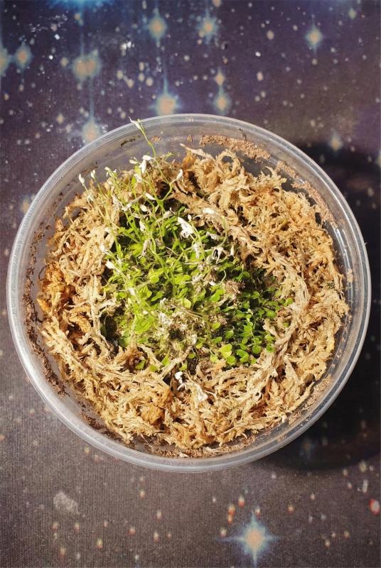 sphagnum moss for plants sphagnum moss for plants
