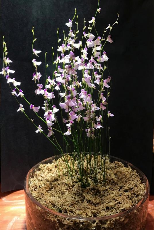 sphagnum moss for plants sphagnum moss for plants
