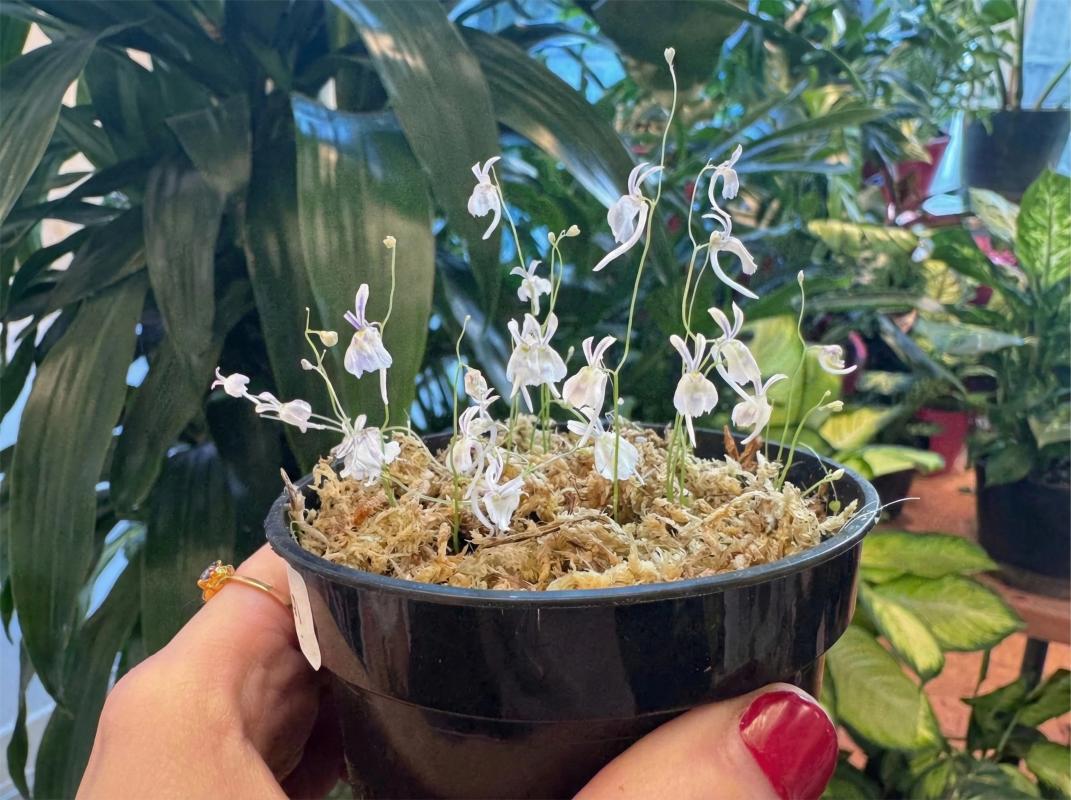 sphagnum moss for plants sphagnum moss for plants