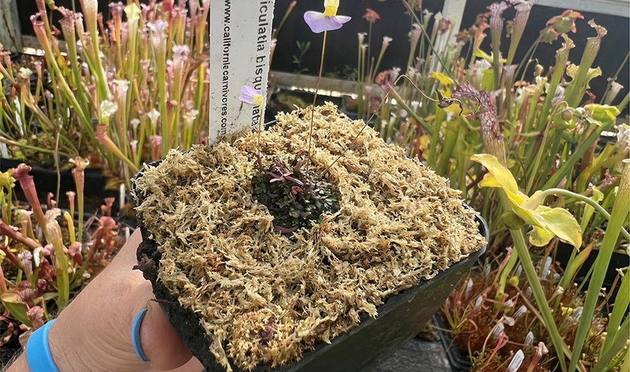 sphagnum moss for plants sphagnum moss for plants