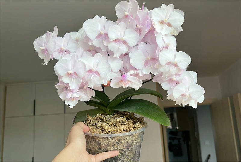 sphagnum moss for orchids sphagnum moss for orchids