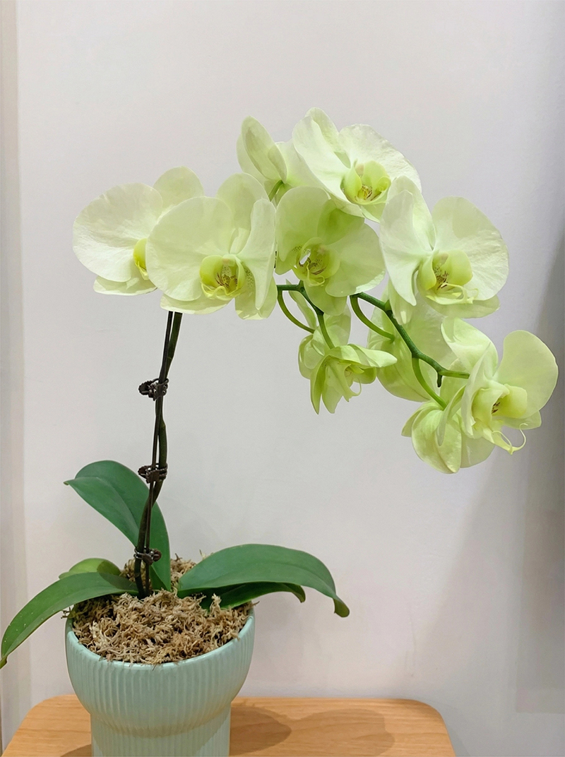 sphagnum moss for orchids sphagnum moss for orchids