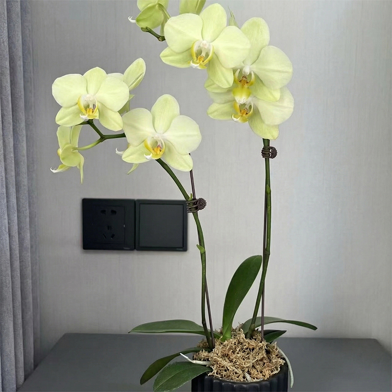 sphagnum moss for orchids sphagnum moss for orchids