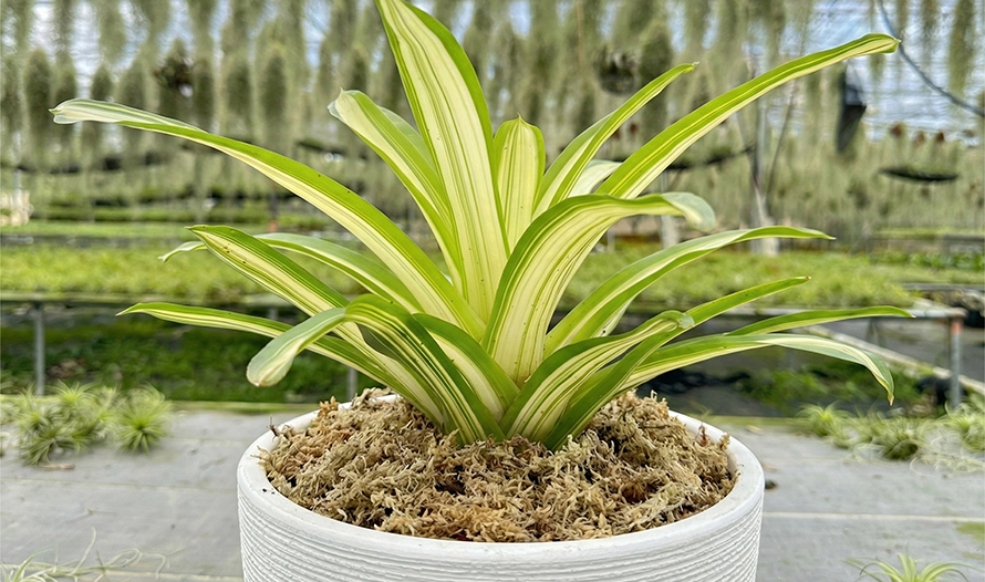 sphagnum moss peat moss sphagnum moss peat moss