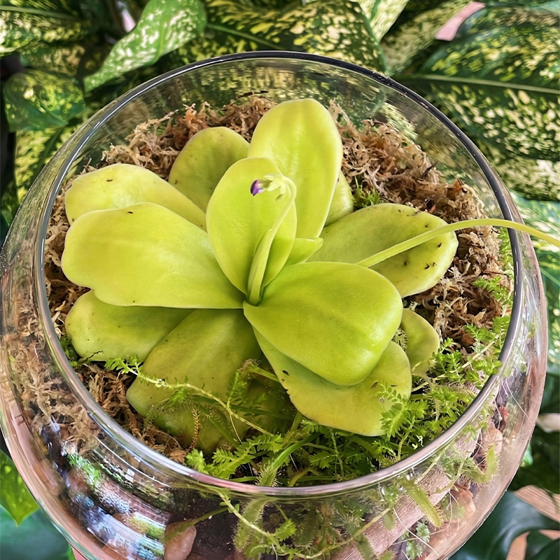 sphagnum moss for plant propagation sphagnum moss for plant propagation