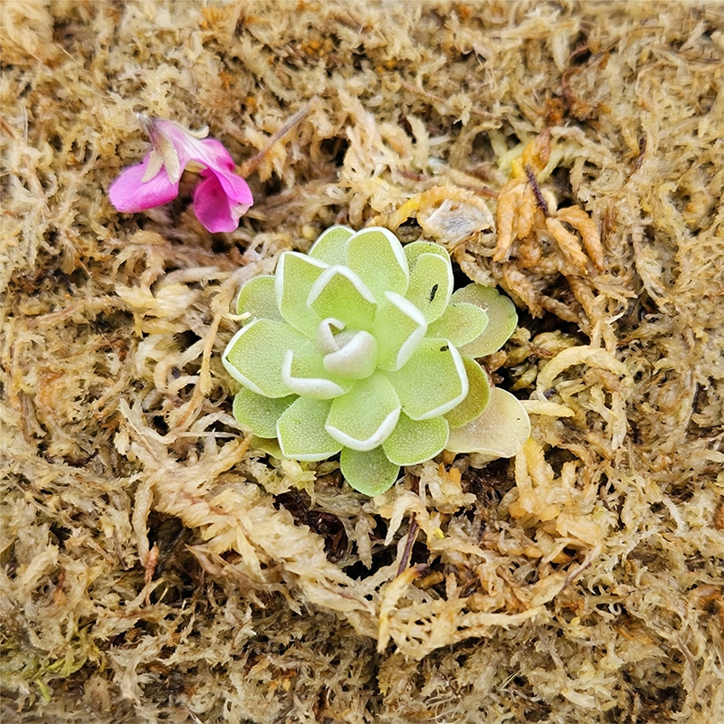 sphagnum moss for plant propagation sphagnum moss for plant propagation