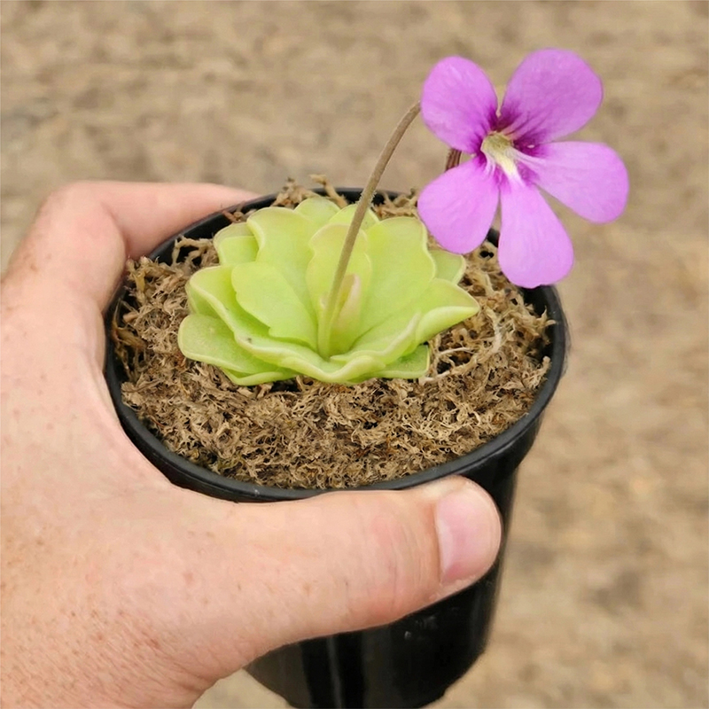 sphagnum moss for plant propagation sphagnum moss for plant propagation