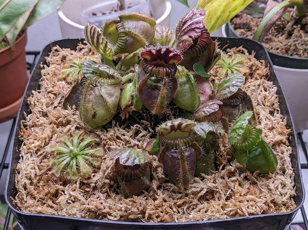 sphagnum moss supplies sphagnum moss supplies