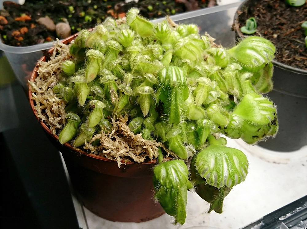 sphagnum moss supplies sphagnum moss supplies