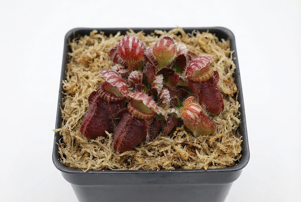 sphagnum moss supplies sphagnum moss supplies