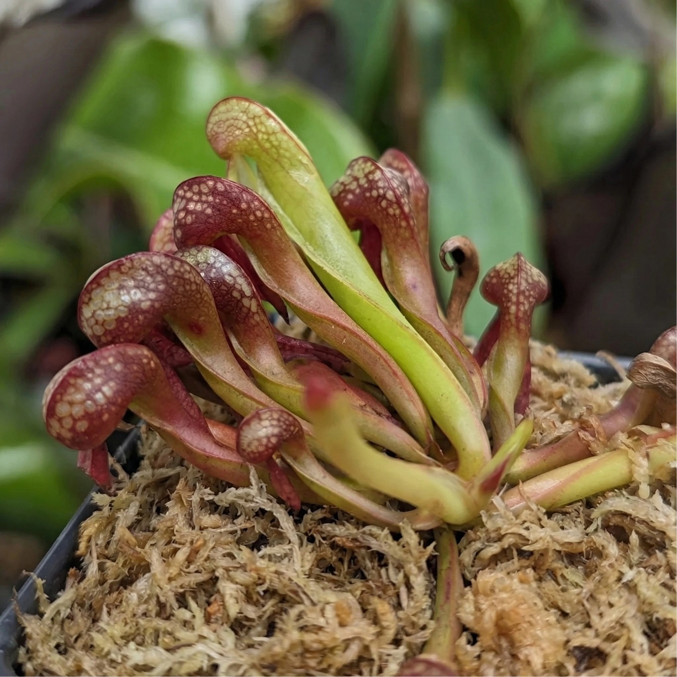 sphagnum moss rooting sphagnum moss rooting