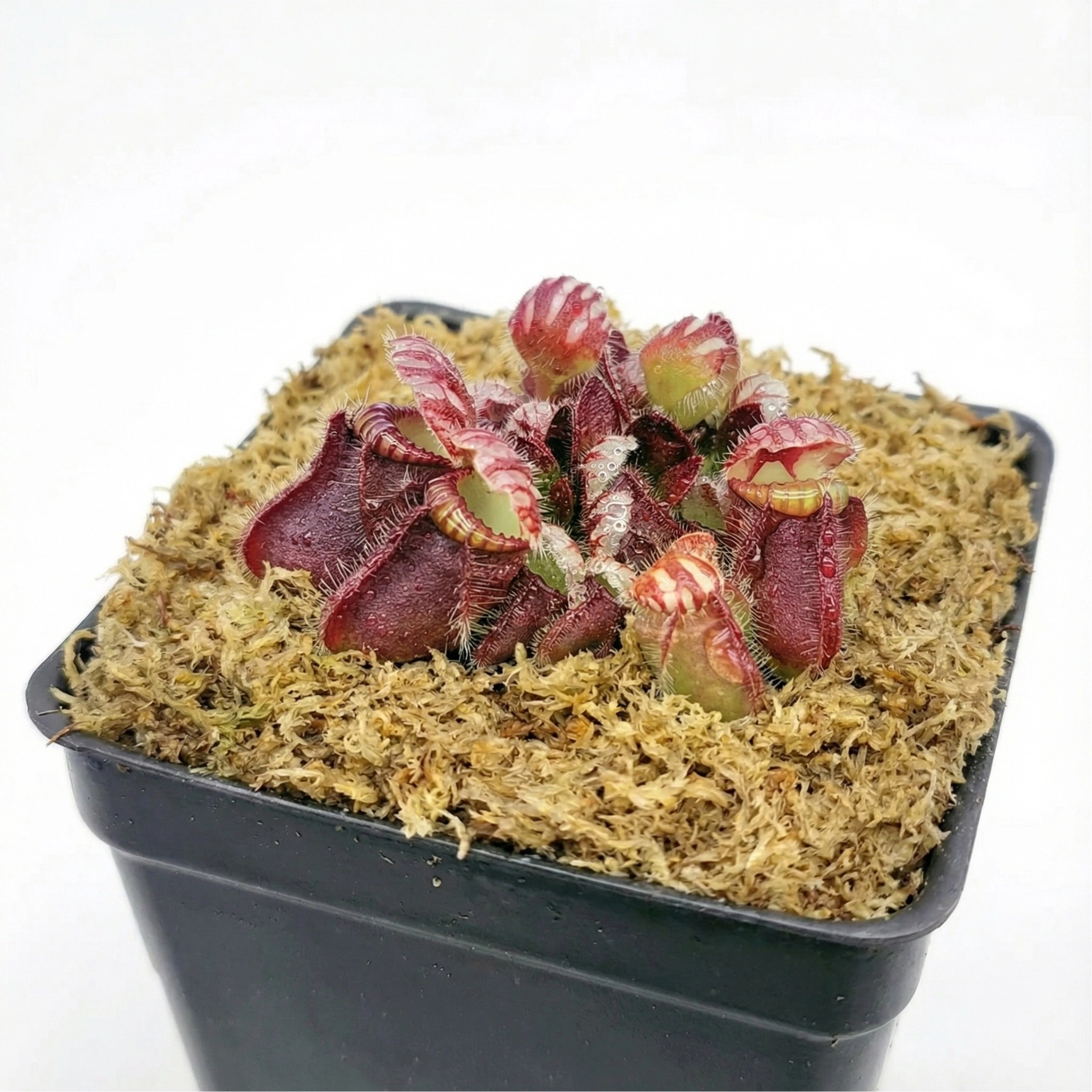 sphagnum moss rooting sphagnum moss rooting