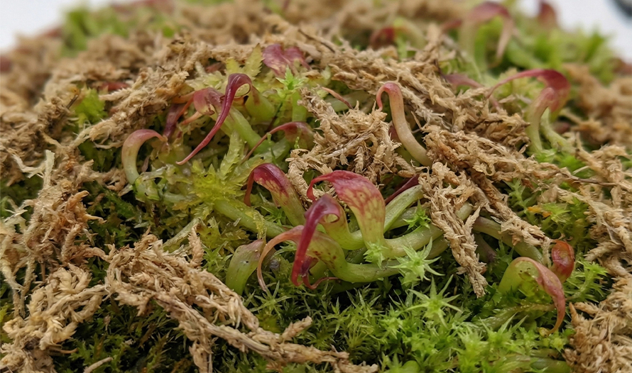sphagnum moss rooting sphagnum moss rooting