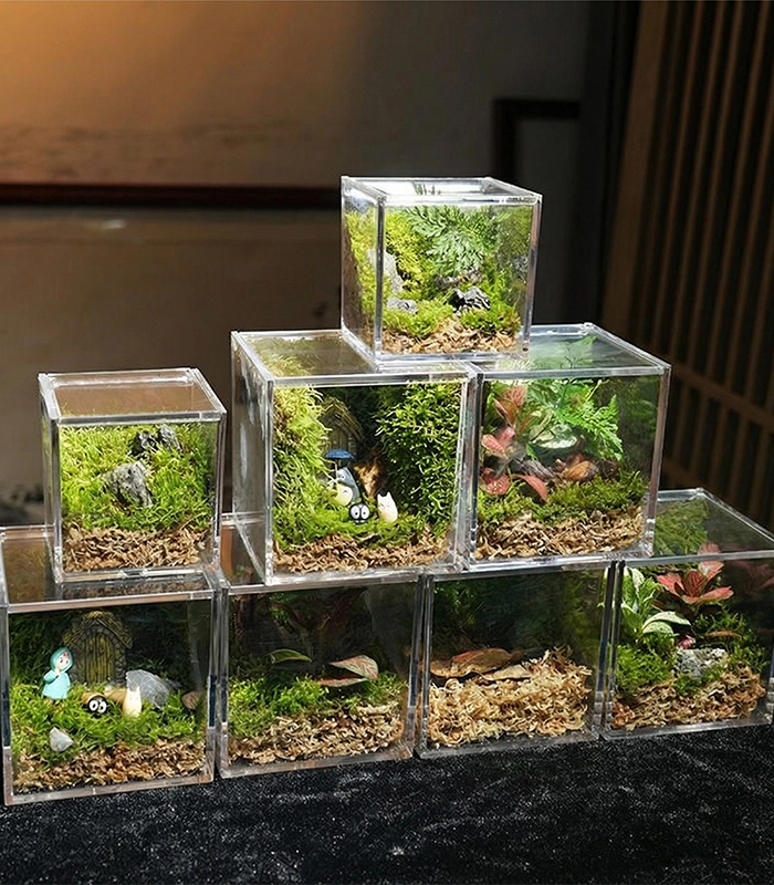 live sphagnum moss for sale live sphagnum moss for sale
