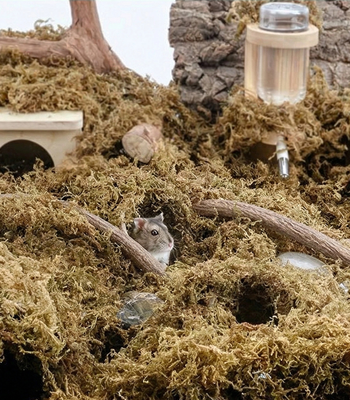 live sphagnum moss for sale live sphagnum moss for sale
