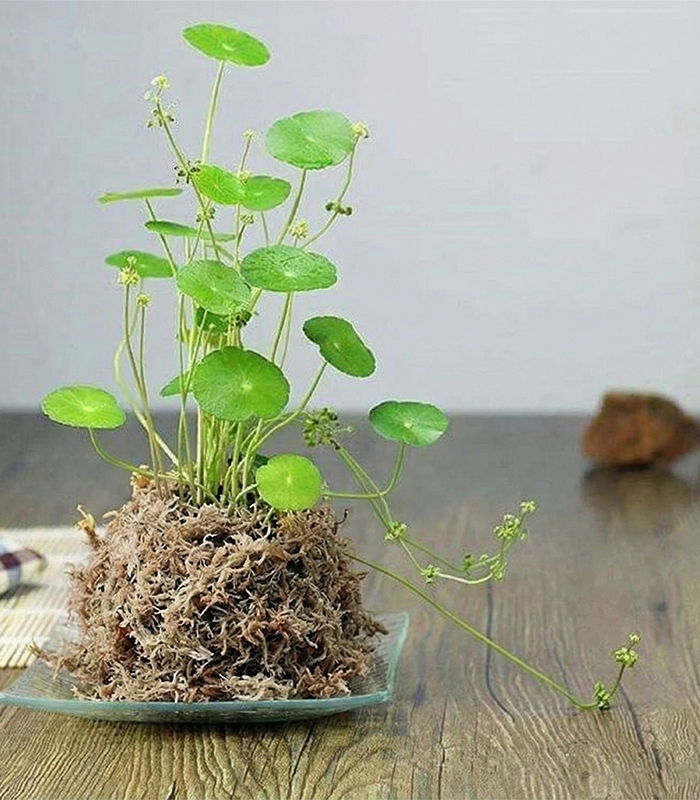 live sphagnum moss for sale live sphagnum moss for sale