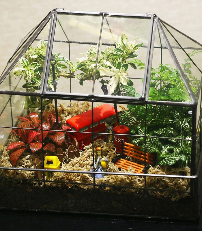 live sphagnum moss for sale live sphagnum moss for sale