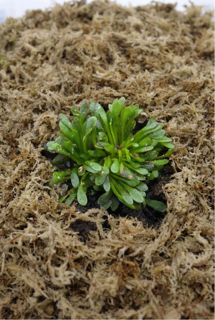 sphagnum moss what is it sphagnum moss what is it