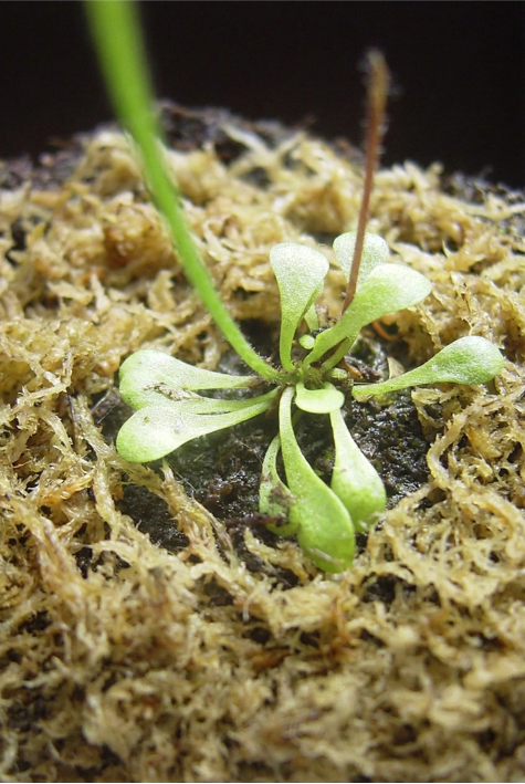 sphagnum moss what is it sphagnum moss what is it