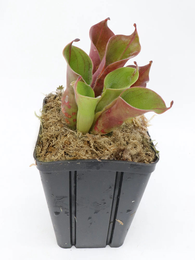 sphagnum moss for indoor plants sphagnum moss for indoor plants