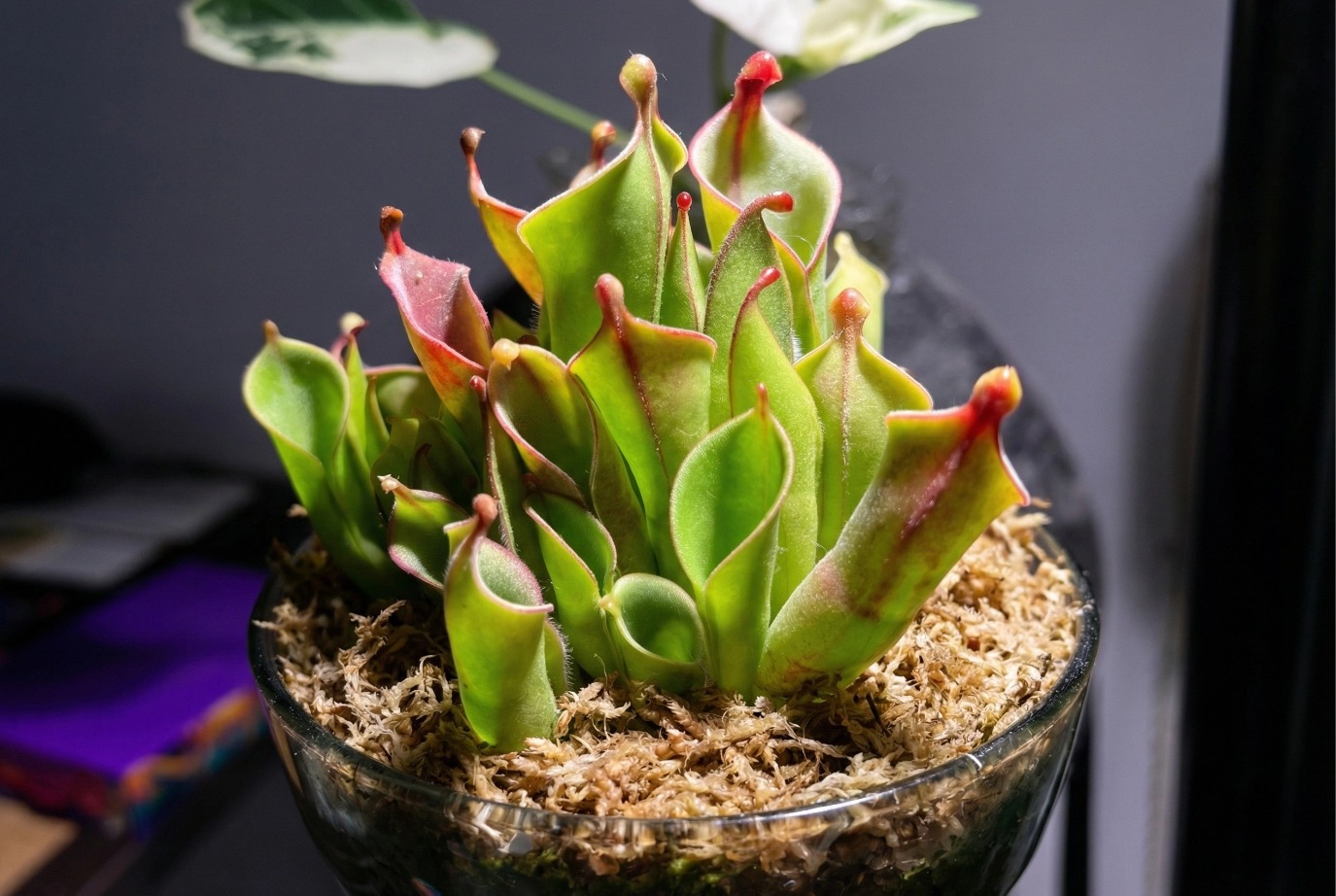 sphagnum moss for indoor plants sphagnum moss for indoor plants