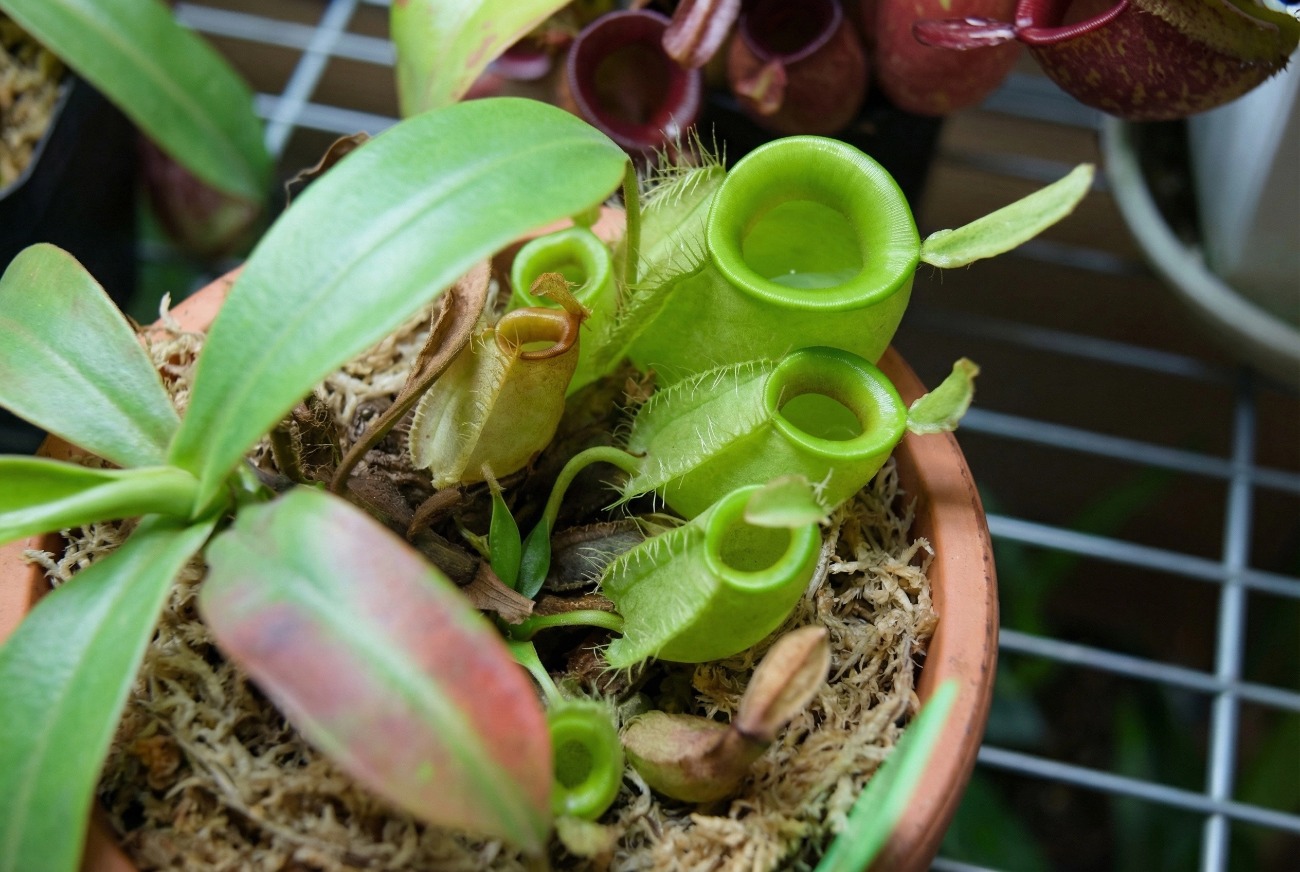 sphagnum moss for nepenthes sphagnum moss for nepenthes
