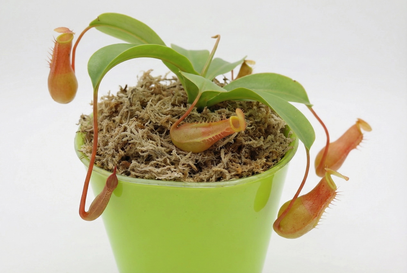 sphagnum moss for nepenthes sphagnum moss for nepenthes