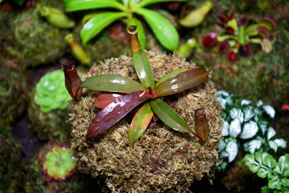 sphagnum moss for nepenthes sphagnum moss for nepenthes