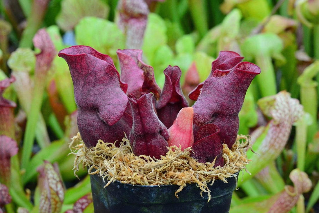 sphagnum moss for nepenthes sphagnum moss for nepenthes