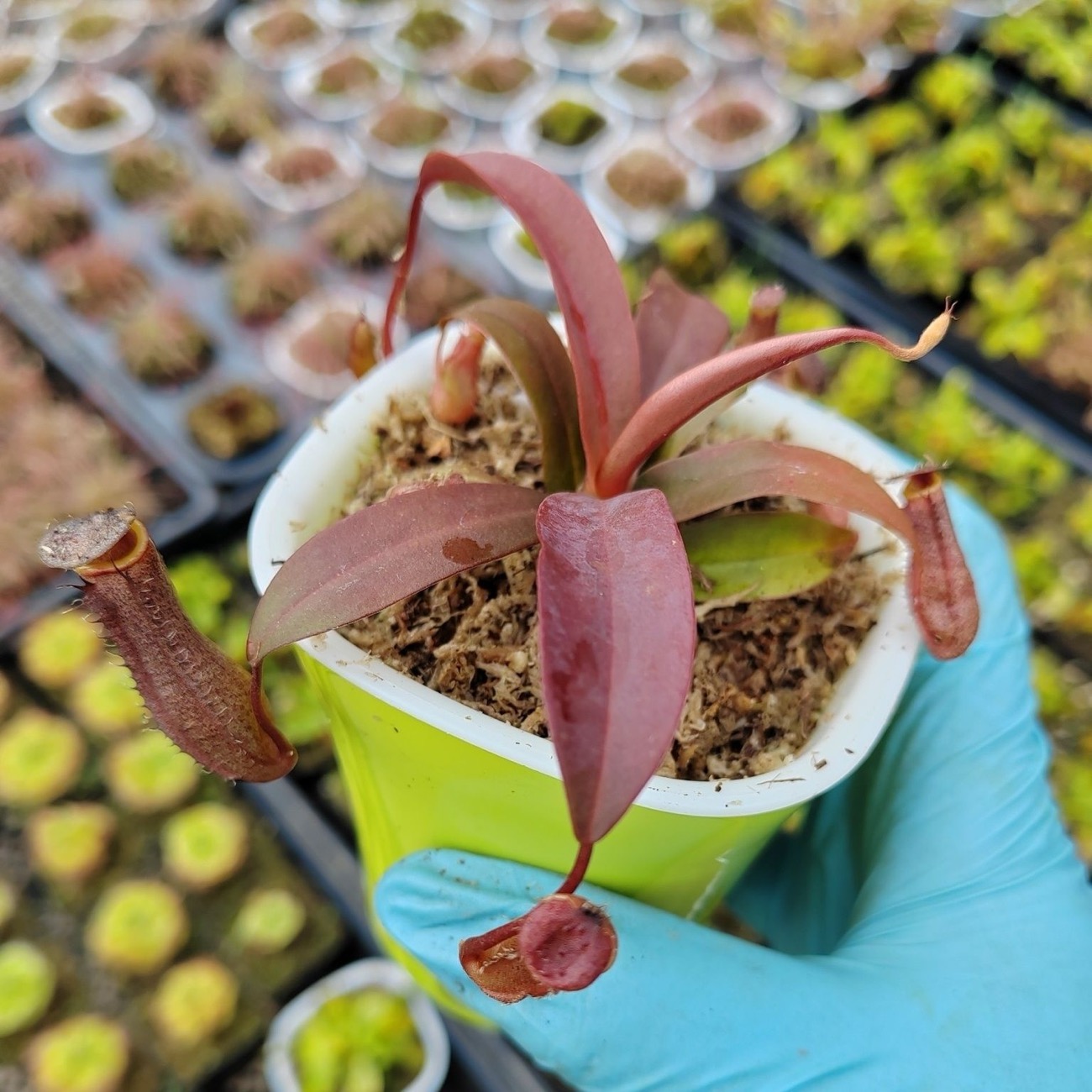 sphagnum moss for nepenthes sphagnum moss for nepenthes