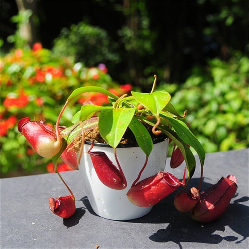 sphagnum moss for nepenthes sphagnum moss for nepenthes