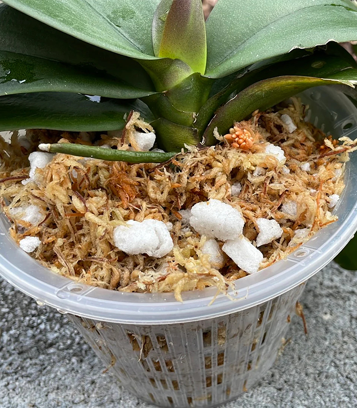 sphagnum moss potting mix sphagnum moss potting mix