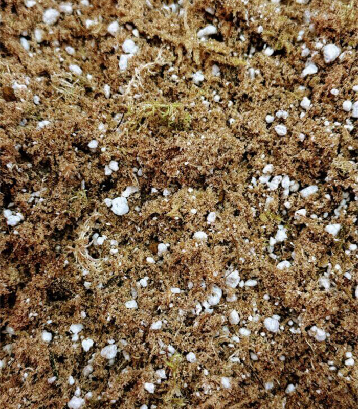 sphagnum moss potting mix sphagnum moss potting mix