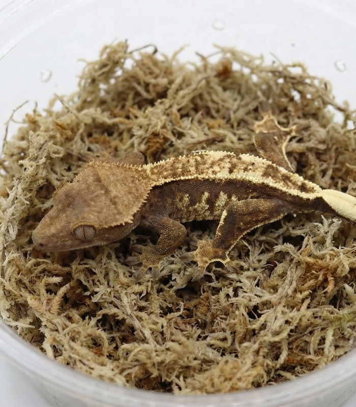 sphagnum moss for reptiles sphagnum moss for reptiles