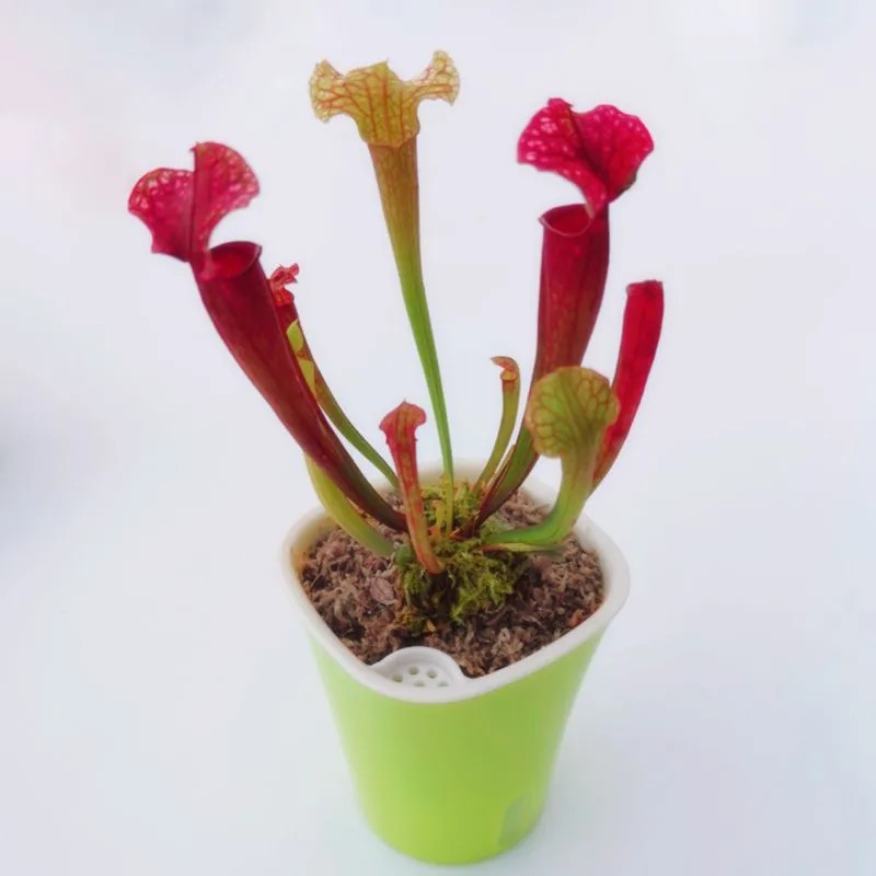 sarracenia sphagnum moss sarracenia sphagnum moss