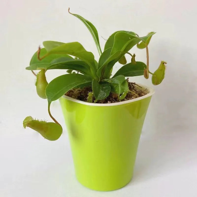 sarracenia sphagnum moss sarracenia sphagnum moss