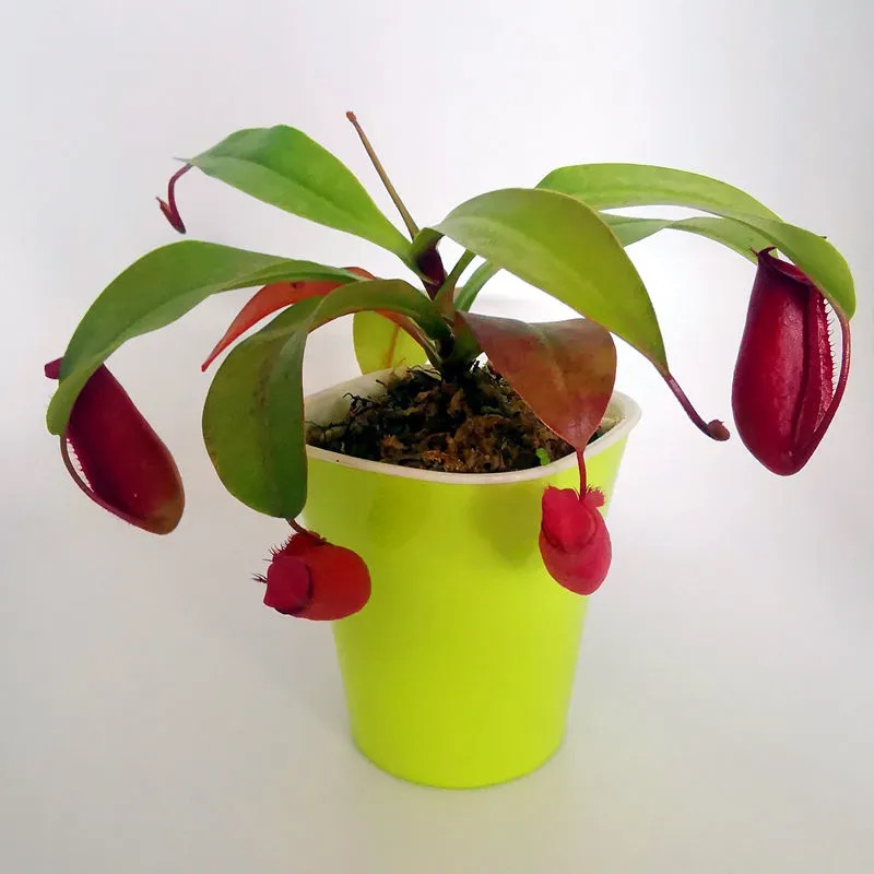 sarracenia sphagnum moss sarracenia sphagnum moss