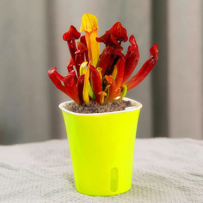 sarracenia sphagnum moss sarracenia sphagnum moss