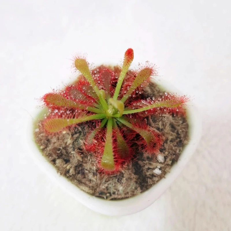 sphagnum moss for sundews sphagnum moss for sundews