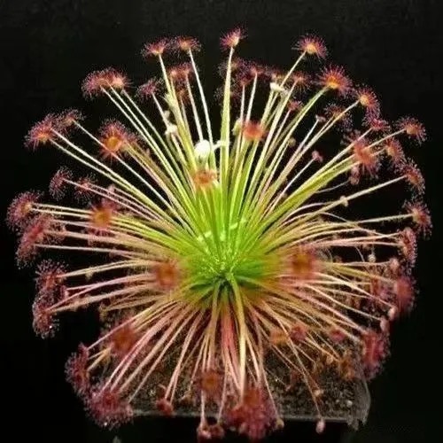 sphagnum moss for sundews sphagnum moss for sundews