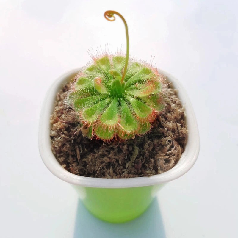 sphagnum moss for sundews sphagnum moss for sundews