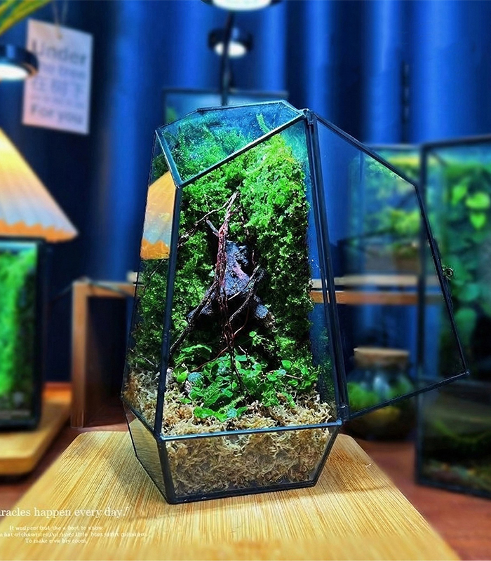 sphagnum moss for terrarium sphagnum moss for terrarium